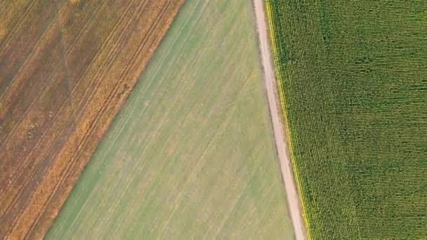 4k Un dron vuela sobre hermosos campos verdes en un día de verano . — Vídeos de Stock