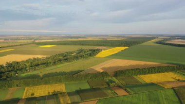 4k Bir dron güzel yeşil tarlaların üzerinde uçar yaz günü.