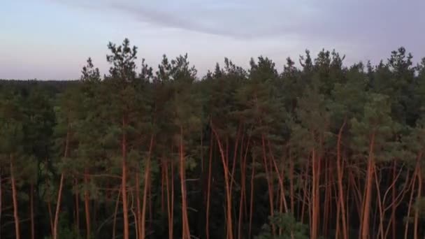 4k Aero-video, медленно летящий над опасной частью леса, рубка стволов деревьев лежат на земле — стоковое видео