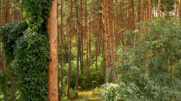 4k flyger en drönare i en tallskog, med frodig grön vegetation på trädstammar — Stockvideo