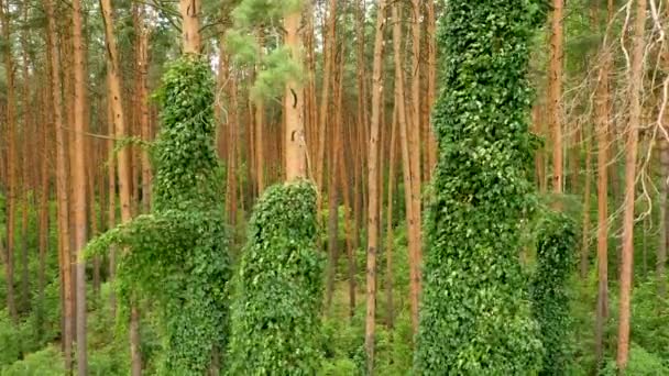 4k volando un dron en un bosque de pinos, con exuberante vegetación verde en troncos de árboles — Vídeo de stock