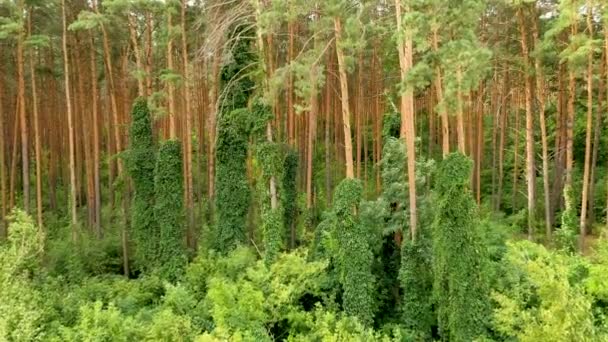 4k无人驾驶飞机在松树林中飞行，树干上长着茂盛的绿色植被 — 图库视频影像