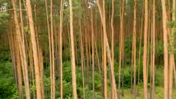 Çam ormanlarında, ağaç gövdelerinde yemyeşil bitki örtüsü olan bir dron uçurmak. — Stok video