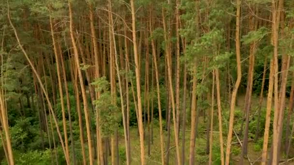 4k voando um drone em uma floresta de pinheiros, com vegetação verde exuberante em troncos de árvores — Vídeo de Stock