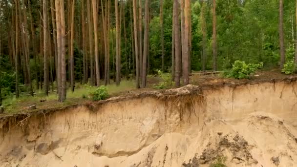 4k létání dron v borovém lese, s bujnou zelenou vegetací na kmenech stromů — Stock video