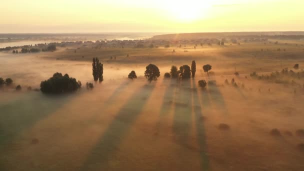 4K Volando sobre el prado de verano de la mañana en la niebla, hermoso paisaje de verano, de alta calidad — Vídeo de stock