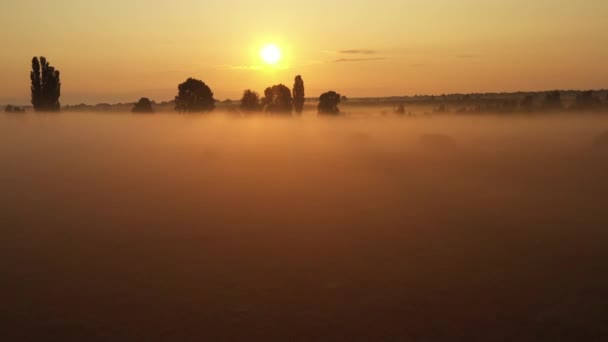 4K πετούν πάνω από το πρωί Καλοκαιρινό Λιβάδι στην ομίχλη, όμορφο καλοκαιρινό τοπίο, υψηλής ποιότητας — Αρχείο Βίντεο