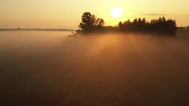 4k Flug über die morgendliche Sommerwiese im Nebel, schöne Sommerlandschaft, hohe Qualität — Stockvideo
