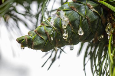 Young pine cones, with drops of resin on the surface. Macro photography clipart