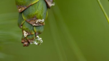 Yüzeyi reçine damlaları ile genç çam kozalakları. Makro fotoğrafçılık