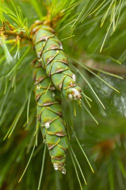 Yüzeyi reçine damlaları ile genç çam kozalakları. Makro fotoğrafçılık