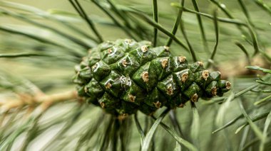 Yüzeyi reçine damlaları ile genç çam kozalakları. Makro fotoğrafçılık