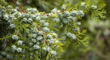 Yeşil bir dal üzerinde genç güzel thuja tohumları. Arka plan