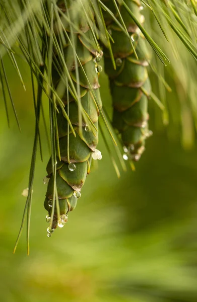 Piccole pigne, con gocce di resina sulla superficie. Macro immagini — Foto Stock