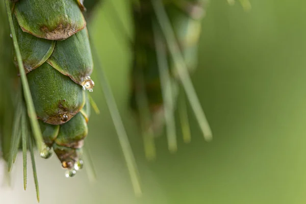 Junge Tannenzapfen, mit Harztropfen auf der Oberfläche. Makrofotografie — Stockfoto