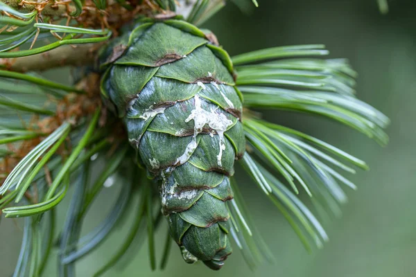 Cones de pinheiro jovens, com gotas de resina na superfície. Fotografia macro — Fotografia de Stock