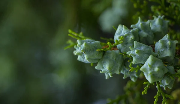 Jóvenes hermosas semillas de thuja en una rama verde. antecedentes — Foto de Stock