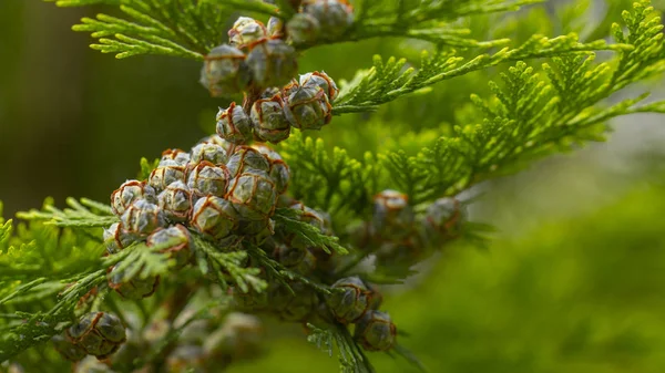 녹색 가지에 젊은 아름다운 투자 씨앗. 배경 — 스톡 사진