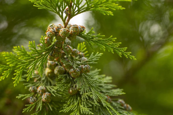 Νέοι όμορφοι σπόροι Thuja σε ένα πράσινο κλαδί. Φόντο — Φωτογραφία Αρχείου