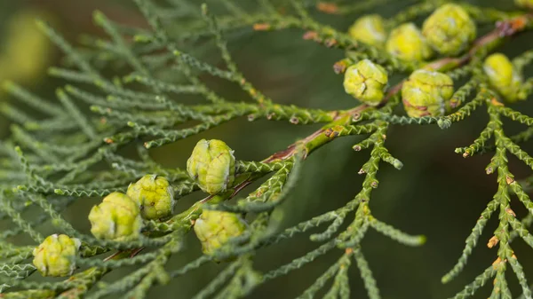 Fiatal szép Thuja magok egy zöld ág. Háttér — Stock Fotó