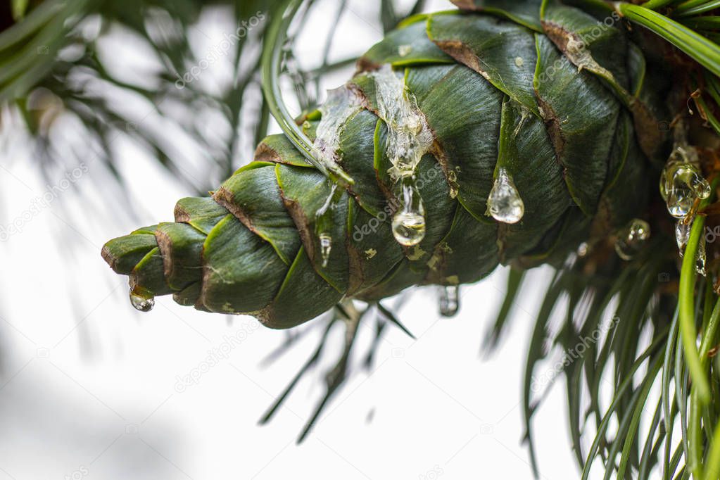 Young pine cones, with drops of resin on the surface. Macro photography