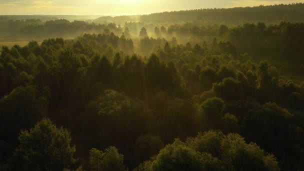 4K Terbang di atas padang rumput musim panas pagi di kabut, pemandangan musim panas yang indah, kualitas tinggi — Stok Video