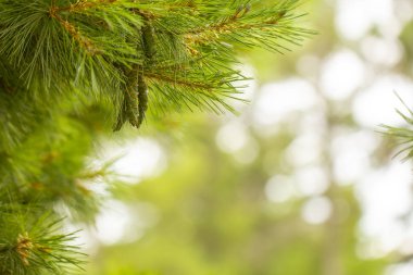 Bir bokeh arka plan üzerinde genç doymuş parlak yeşil iğneler, metin için yer ile