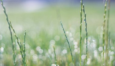 Çiy doku damlayeşil taze çim