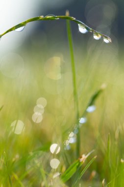 Çiy doku damlayeşil taze çim