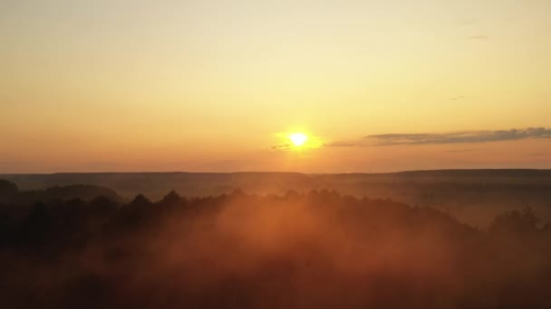 Verse mistige ochtend in een dennenbos, de zonnen stralen die op de grond vallen door de takken van bomen — Stockvideo