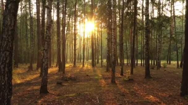 Čerstvé mlhavé ráno v borovicovém lese, paprsky slunce dopadají na zem větvemi stromů