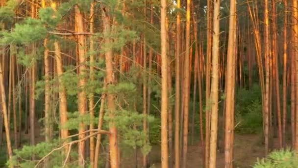 소나무 숲에서 신선한 안개 아침, 태양 광선나무의 가지를 통해 땅에 떨어지는 — 비디오