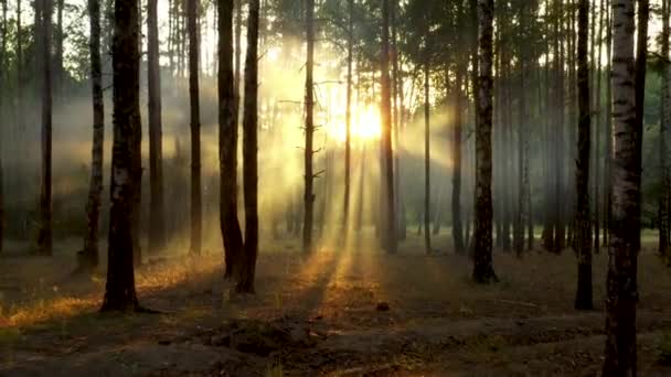 Verse mistige ochtend in een dennenbos, de zonnen stralen die op de grond vallen door de takken van bomen — Stockvideo