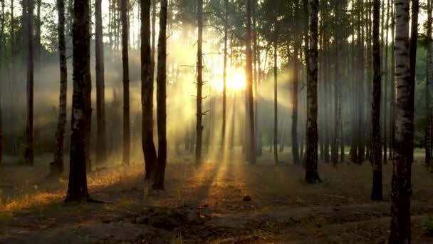 Matin de brouillard frais dans une forêt de pins, les rayons du soleil tombant au sol à travers les branches des arbres — Video