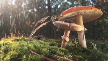 Kırmızı Kitap 'ta listelenmiş nadir bir mantar olan Amanita' nın beyaz lekeli kırmızı bir şapkası var. Mantar ormandaki yeşil yosunlarda yetişir, yağmur sırasında, video 4 kez yavaşlar, su damlaları yavaşça düşer.