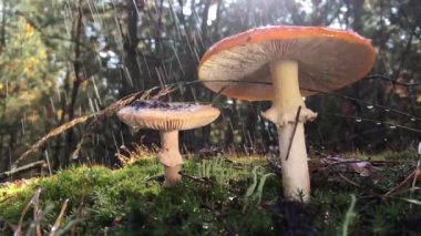 Kırmızı Kitap 'ta listelenmiş nadir bir mantar olan Amanita' nın beyaz lekeli kırmızı bir şapkası var. Mantar ormandaki yeşil yosunlarda yetişir, yağmur sırasında, video 4 kez yavaşlar, su damlaları yavaşça düşer.