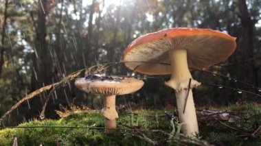 Kırmızı Kitap 'ta listelenmiş nadir bir mantar olan Amanita' nın beyaz lekeli kırmızı bir şapkası var. Mantar ormandaki yeşil yosunlarda yetişir, yağmur sırasında, video 4 kez yavaşlar, su damlaları yavaşça düşer.