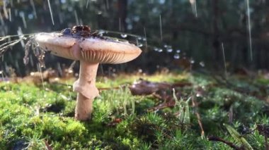 Amanita Phalloides mantarı, vahşi dağdaki zehirli denek yağmurlu bir günde yaklaşırken mantar şapkasından su damlaları yavaşça düşer, video 4 kez yavaşlar.