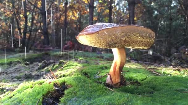 Poolse paddenstoel in het bos, tijdens regen, slow motion, druppels water langzaam druppelende paddenstoelen. — Stockvideo