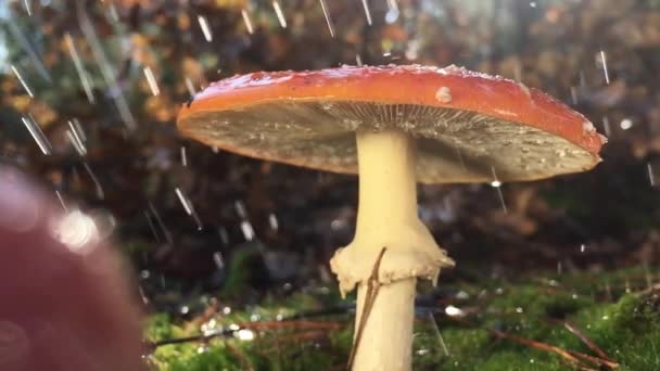 Amanita, un hongo raro que aparece en el Libro Rojo, tiene un sombrero rojo con manchas blancas. El hongo crece en el musgo verde en el bosque, durante la lluvia, el video se ralentiza 4 veces, gotas de agua caen lentamente — Vídeos de Stock