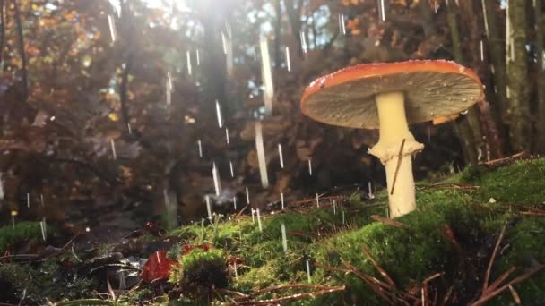 Amanita, en sällsynt svamp listad i den röda boken, har en röd hatt med vita prickar. Svampen växer på grön mossa i skogen, under regnet, videon saktas ner 4 gånger, droppar vatten faller långsamt — Stockvideo