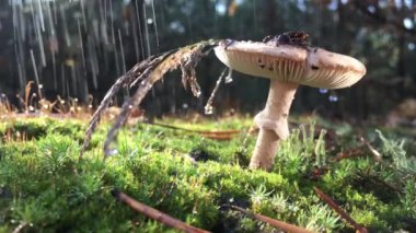Amanita Phalloides mantarı, vahşi dağdaki zehirli denek yağmurlu bir günde yaklaşırken mantar şapkasından su damlaları yavaşça düşer, video 4 kez yavaşlar.