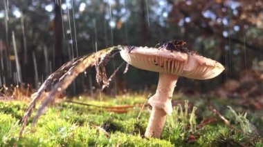 Amanita Phalloides mantarı, vahşi dağdaki zehirli denek yağmurlu bir günde yaklaşırken mantar şapkasından su damlaları yavaşça düşer, video 4 kez yavaşlar.