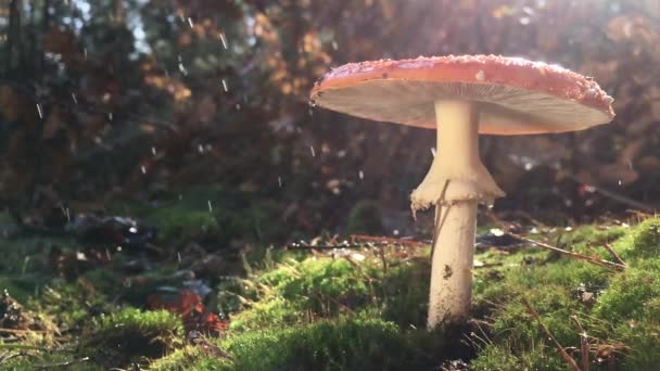 Amanita, en sällsynt svamp listad i den röda boken, har en röd hatt med vita prickar. Svampen växer på grön mossa i skogen, under regnet, videon saktas ner 4 gånger, droppar vatten faller långsamt — Stockvideo