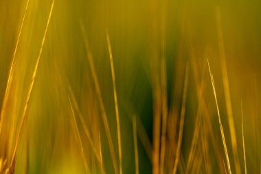 Buğday sivri, bıyık, lahana, makrofotoğrafçılık, soyut arka plan