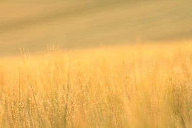 Buğday sivri, bıyık, lahana, makrofotoğrafçılık, soyut arka plan