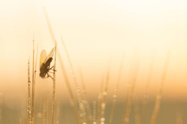 Buğday sivri, bıyık, lahana, makrofotoğrafçılık, soyut arka plan