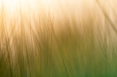 Buğday sivri, bıyık, lahana, makrofotoğrafçılık, soyut arka plan