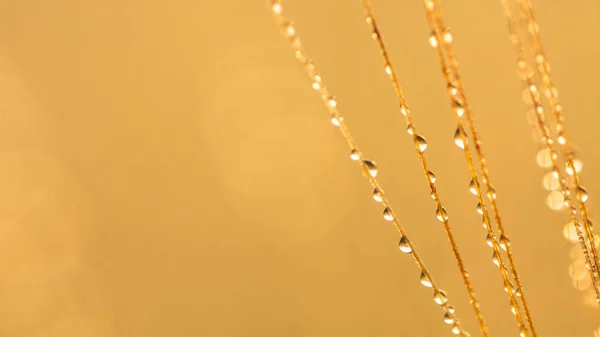 小麦穗，胡子，芽，宏观摄影，抽象背景 — 图库照片