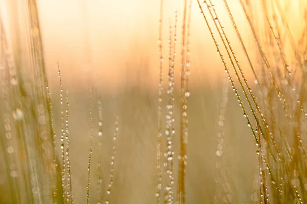 小麦穗，胡子，芽，宏观摄影，抽象背景 — 图库照片